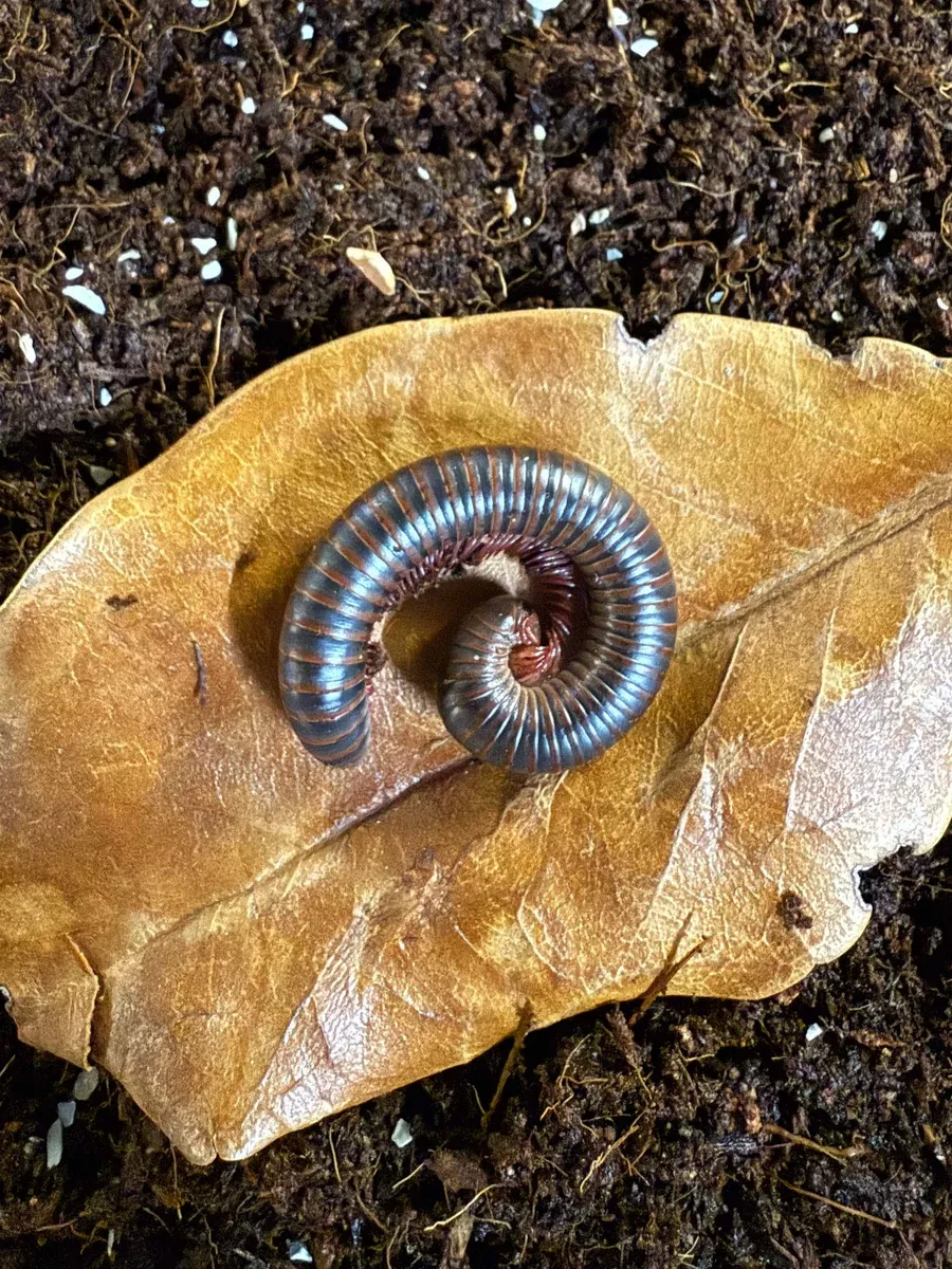 Pink Foot Millipede