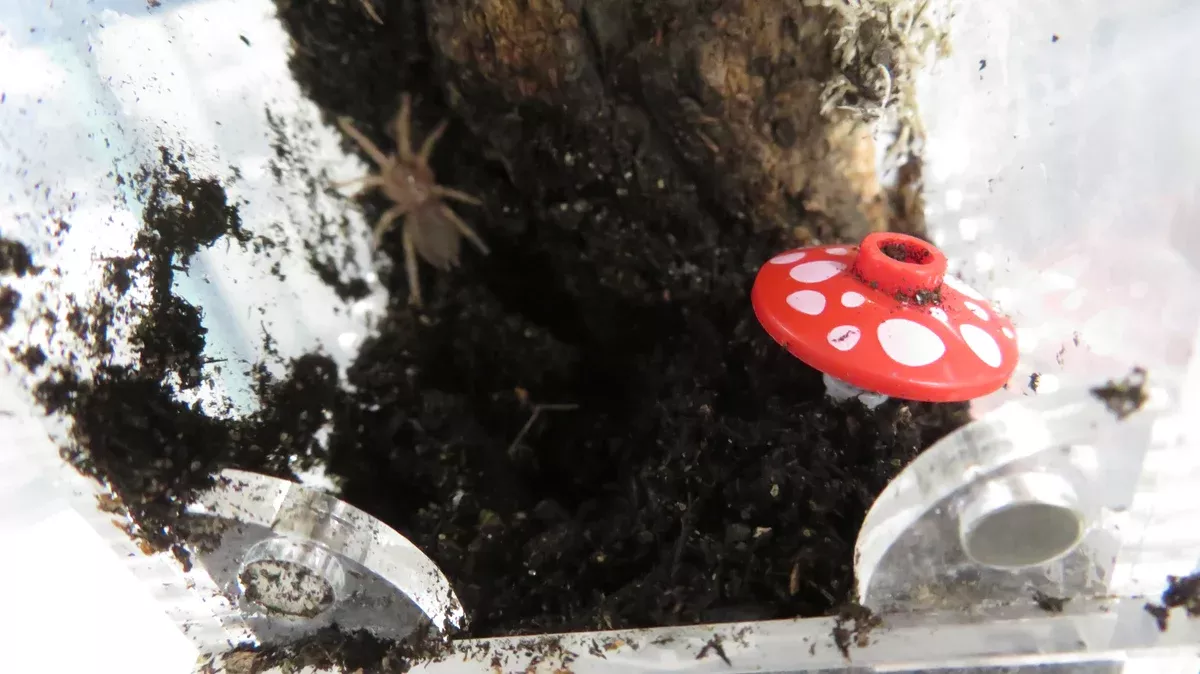 Pink Zebra Beauty Tarantula