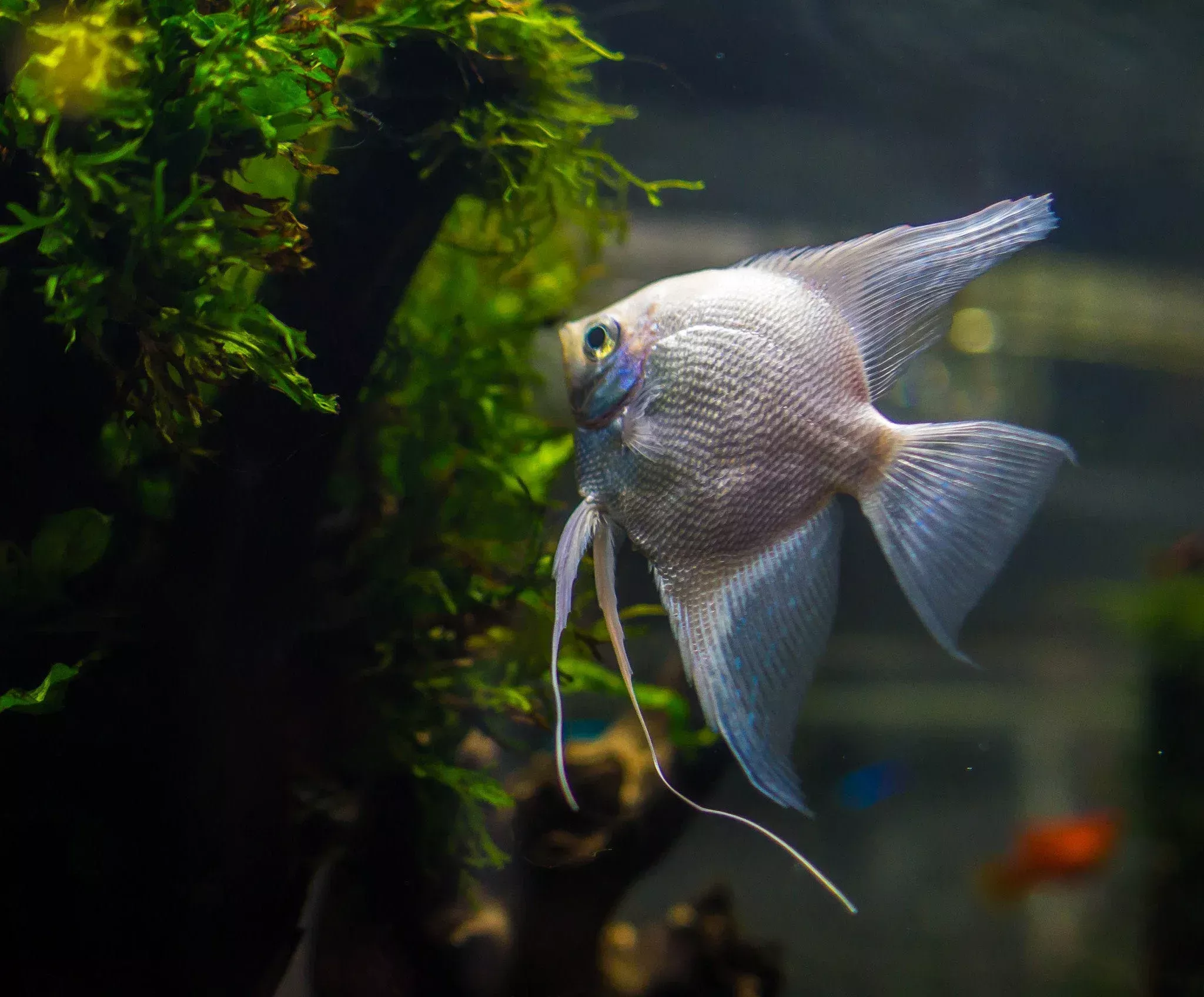 Platinum Angelfish