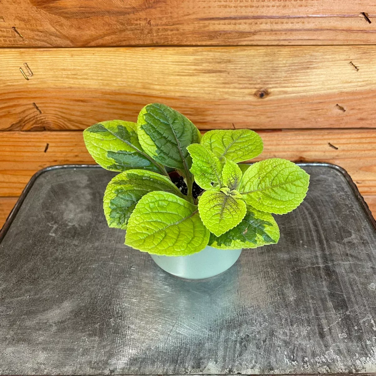 Plectranthus Guacamole, 2" Plant