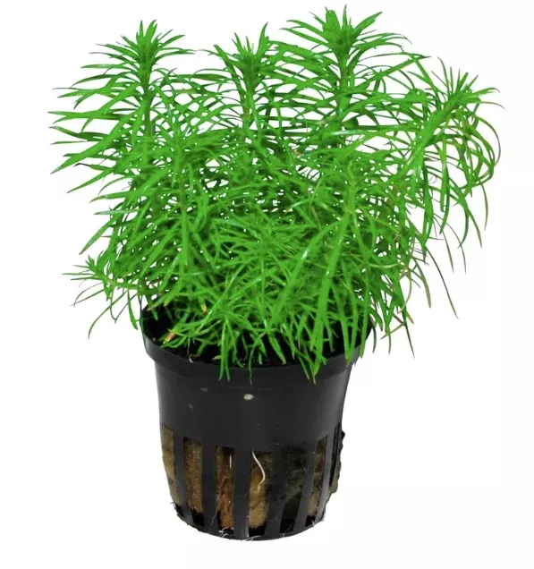 Pogostemon erectus