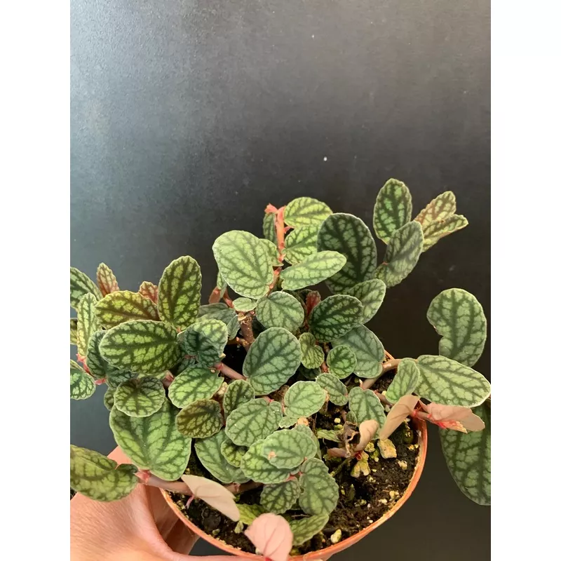 Polynesian Ivy