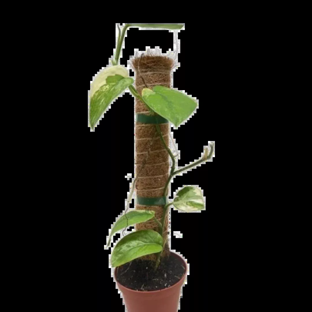 Pothos Jade Satin Albo