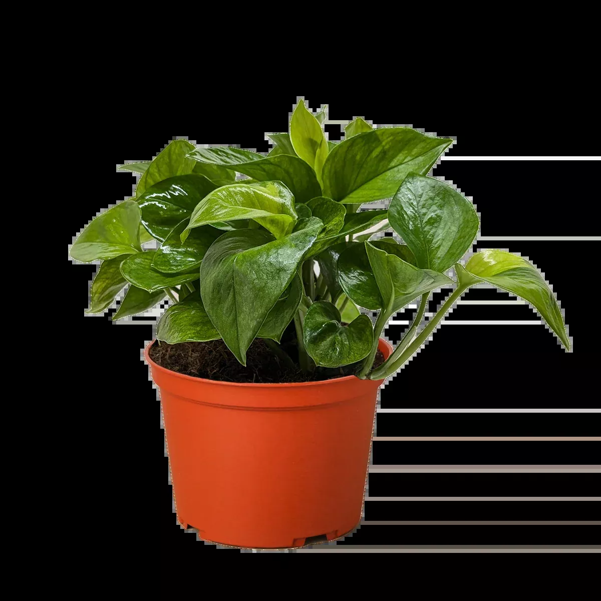 Pothos 'Lemon Top'