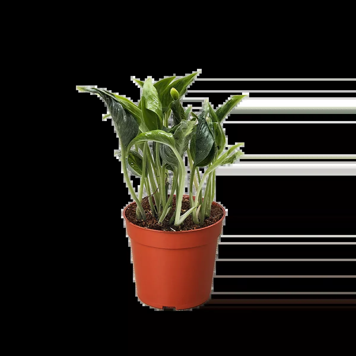 Pothos 'Shangri La'