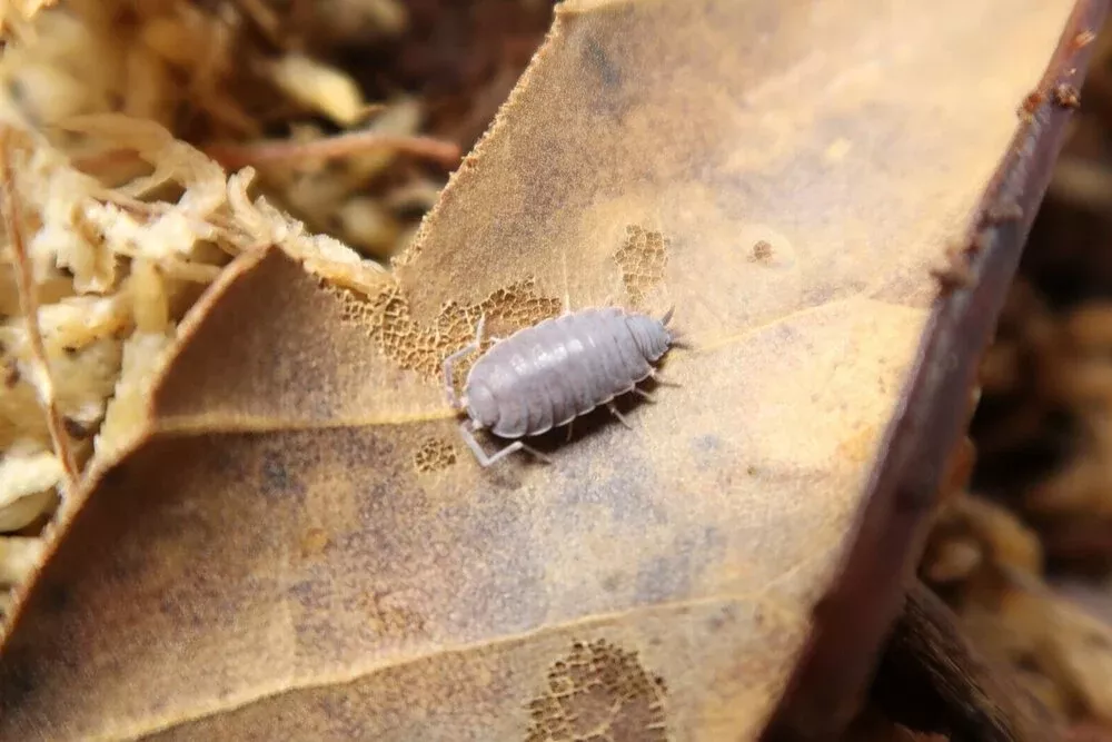 Powder Blue Isopods- 12 Count