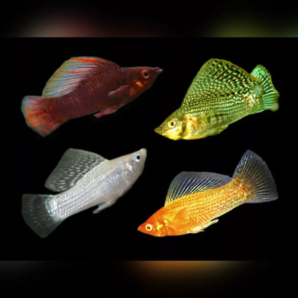 Premium Assorted Sailfin Molly