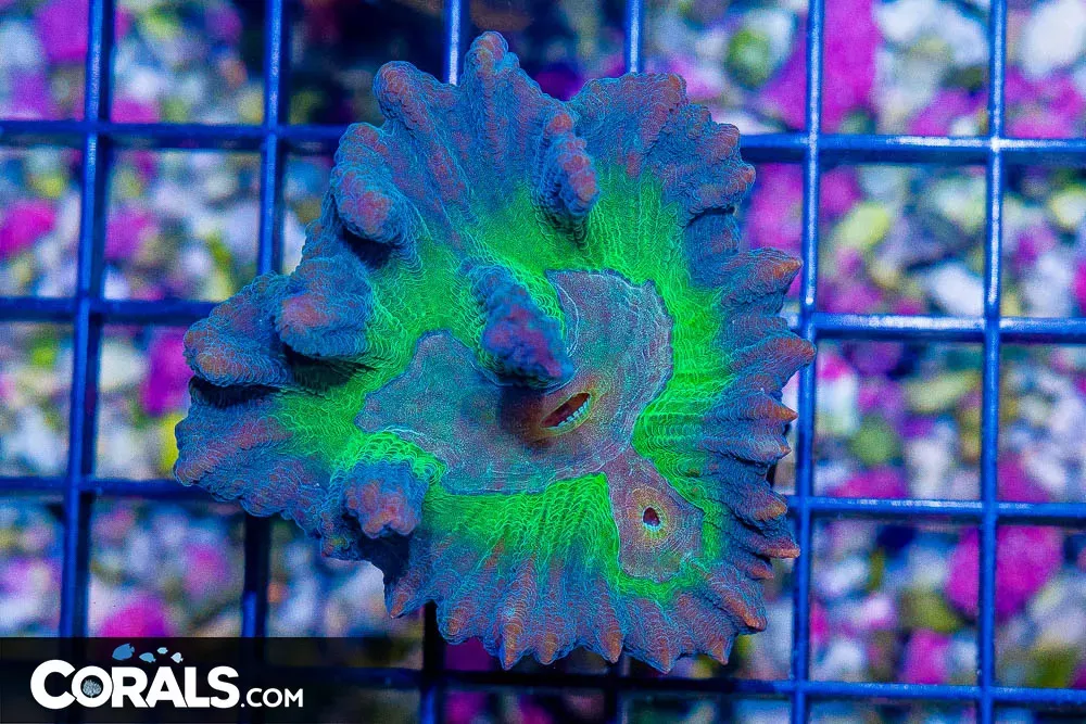 PRESSURE POINT PECTINIA Frag