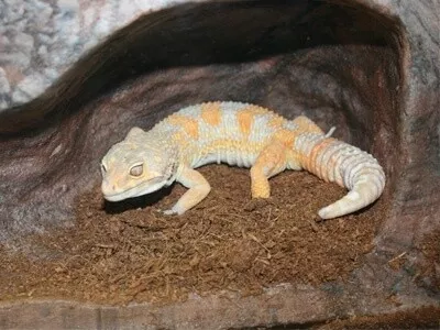 PT EARTH BURROW LG