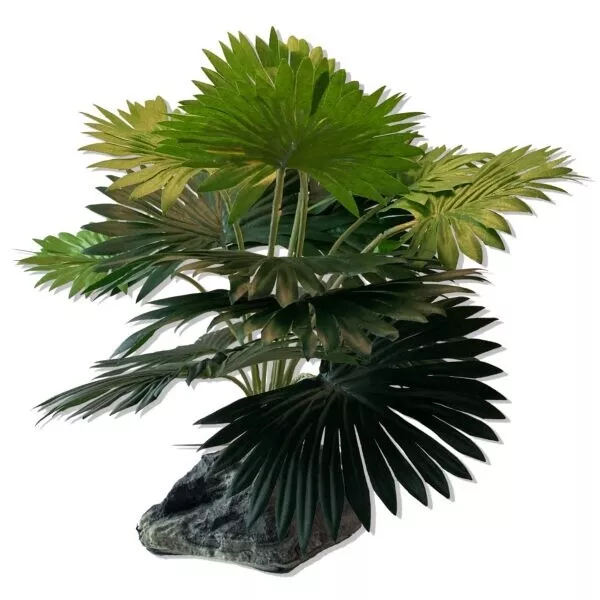 PT FAN PALM