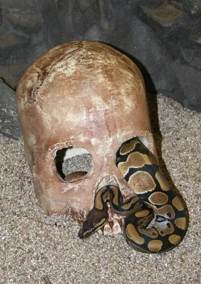PT SKULL CAVE AGED