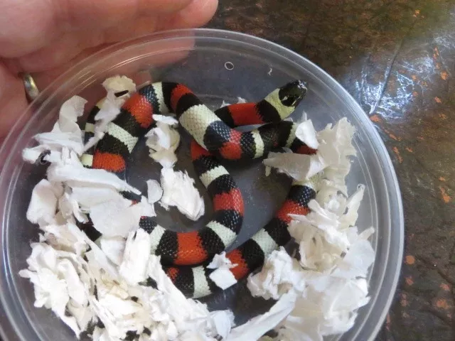 Pueblan Milk Snake Baby