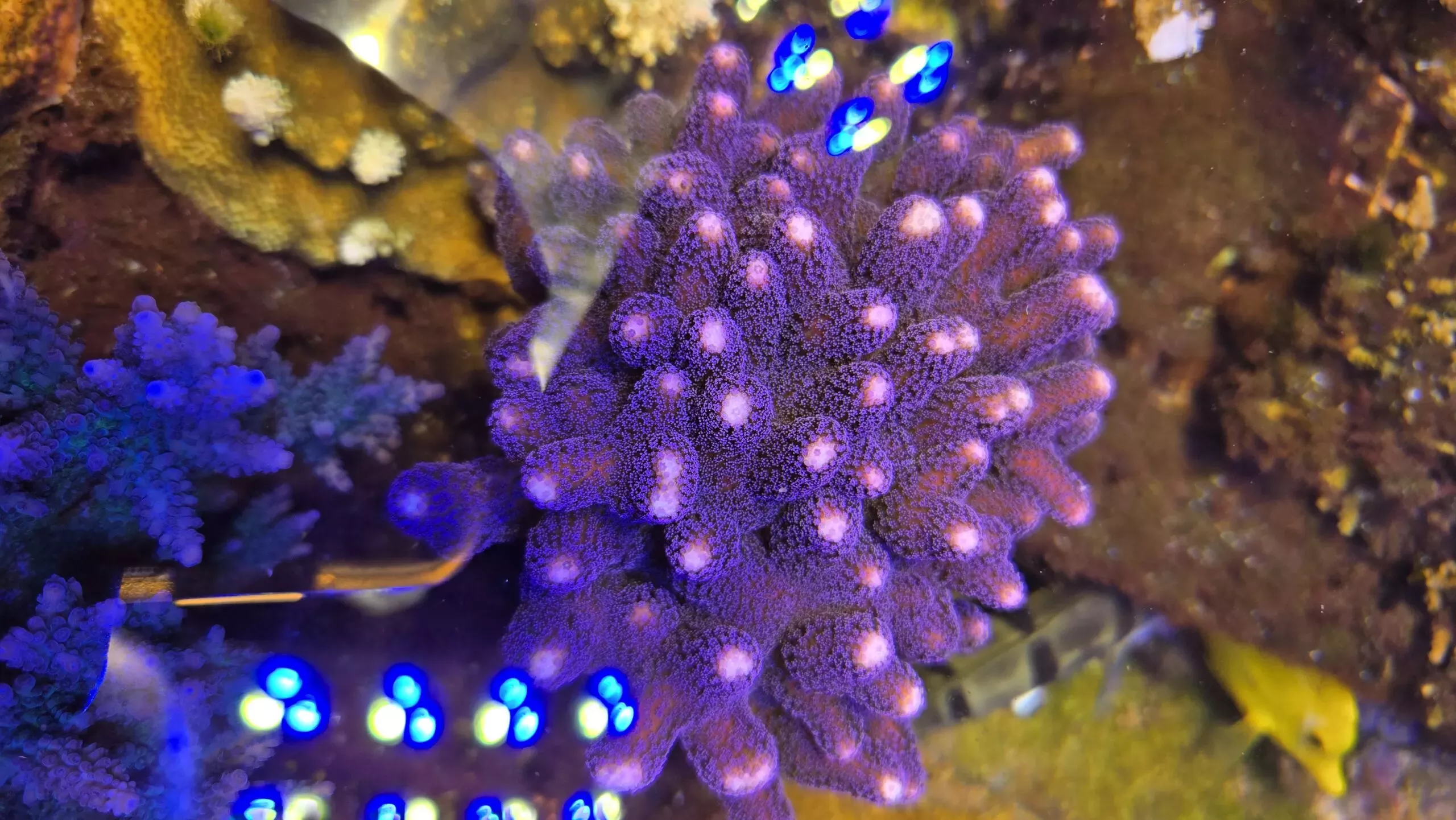Purple Stylo