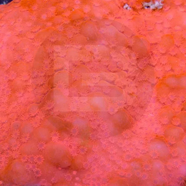 The Real Orenji Monti