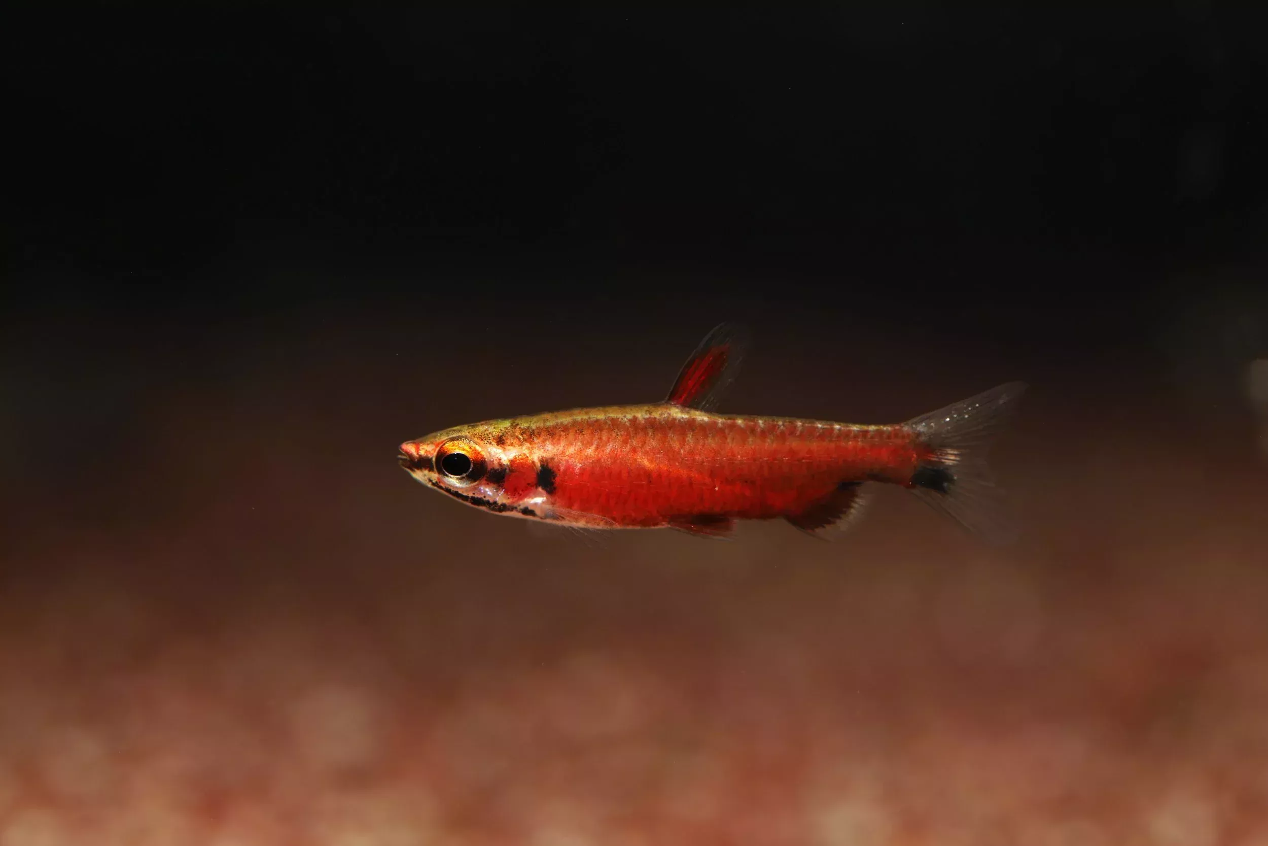 Really Red Pencilfish ‘Rio Amaya’- WILD
