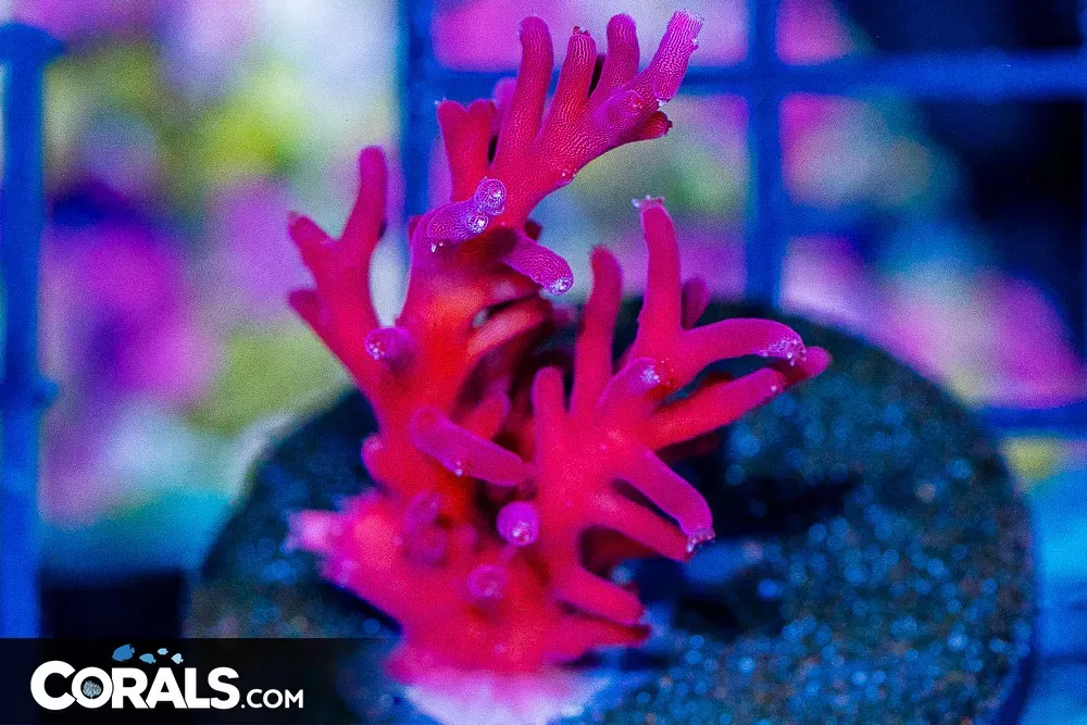 RED DRAGON Acropora Frag