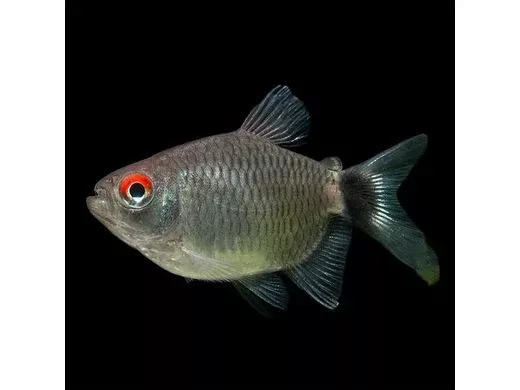 Red Eye Tetra - Balloon