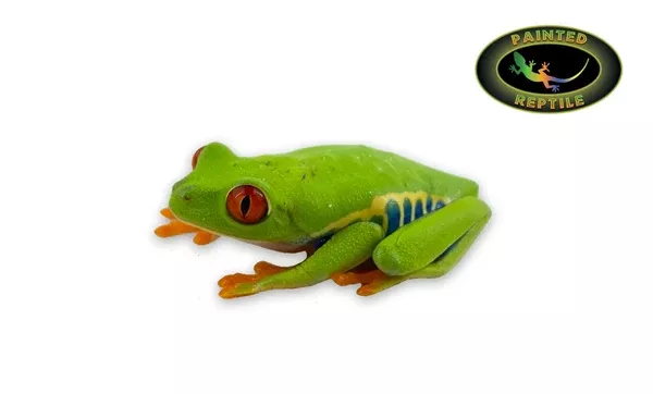 Red Eye Tree Frog