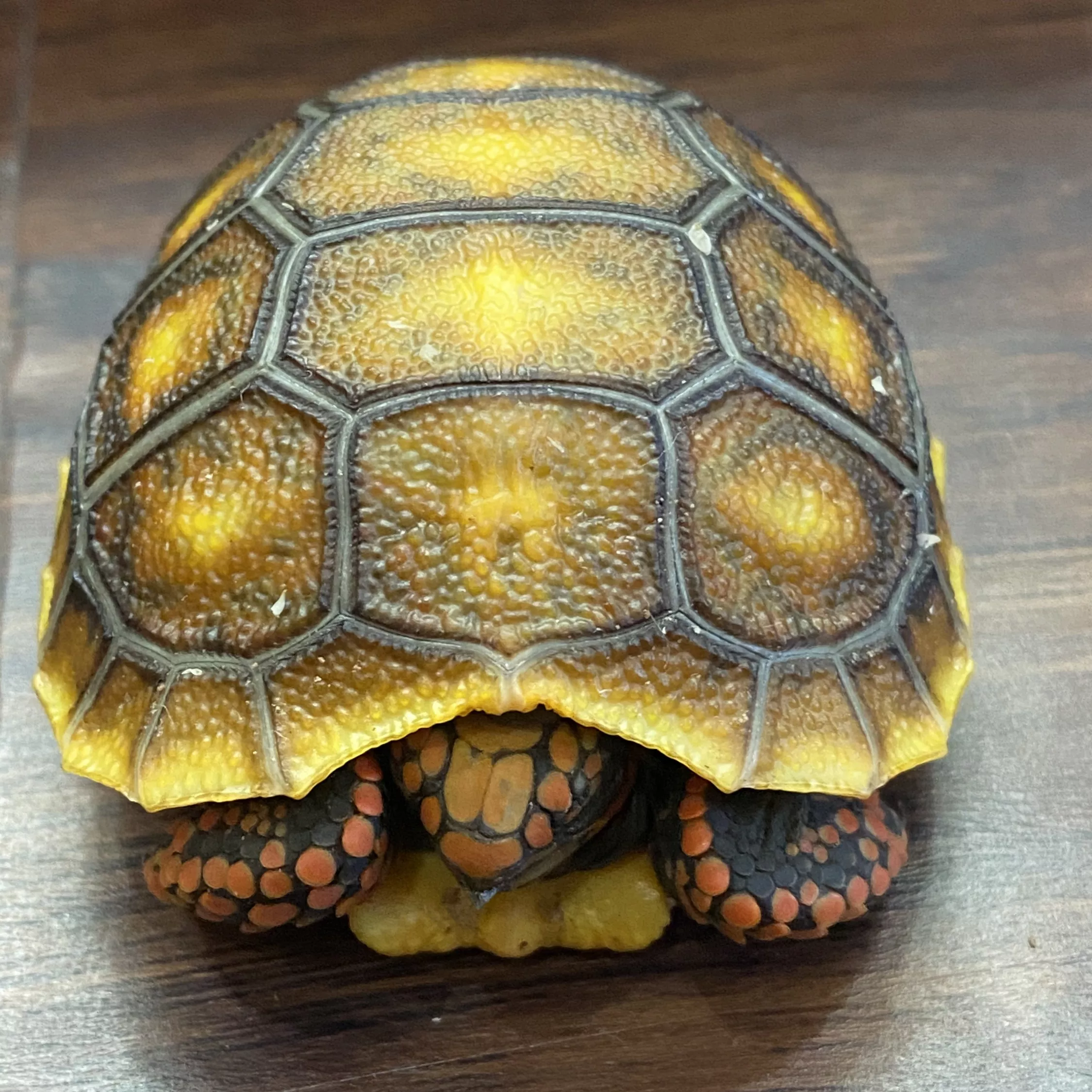 Red-footed tortoise