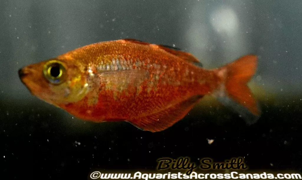 RED IRIAN RAINBOW (Glossolepis incisus)