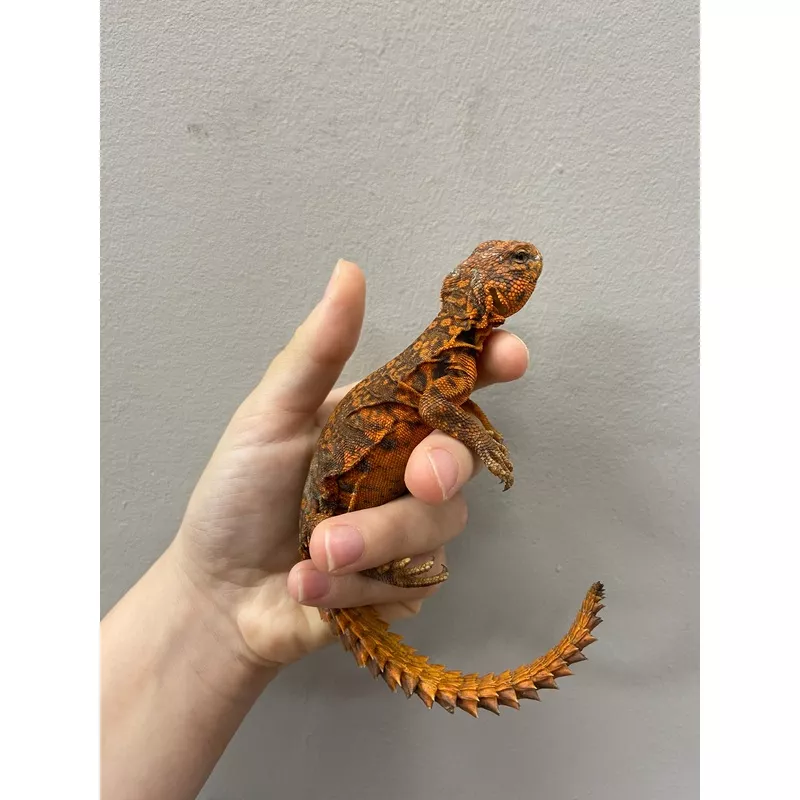 Red Saharan Uromastyx