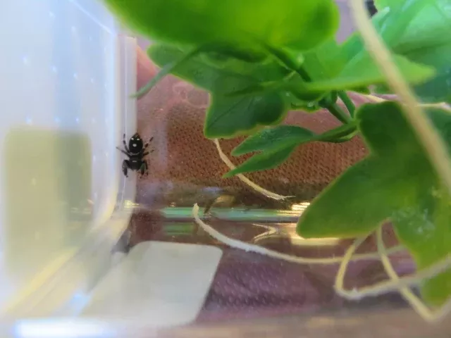 Regal Jumping Spider