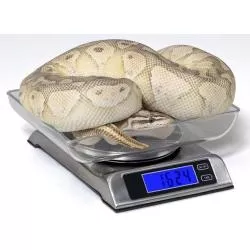Reptile Digital Scale