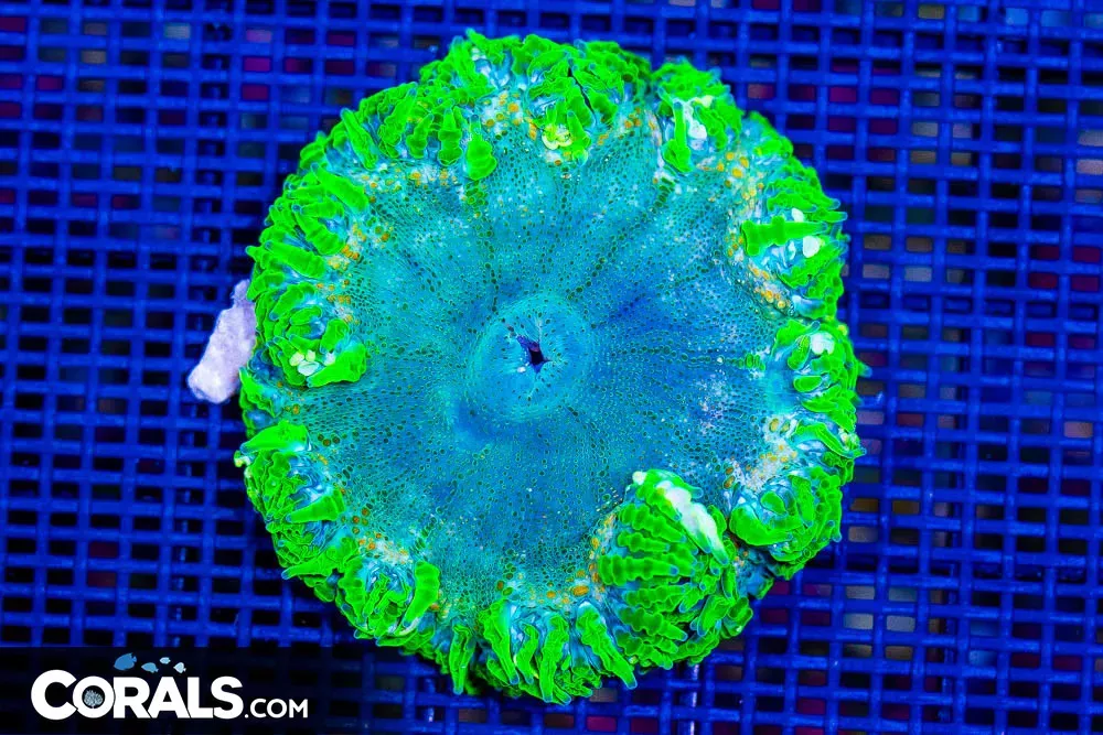 Rock Flower Anemone ULTRA – B1