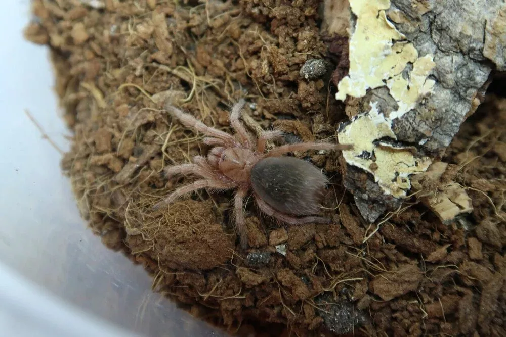 Rose Hair Tarantula