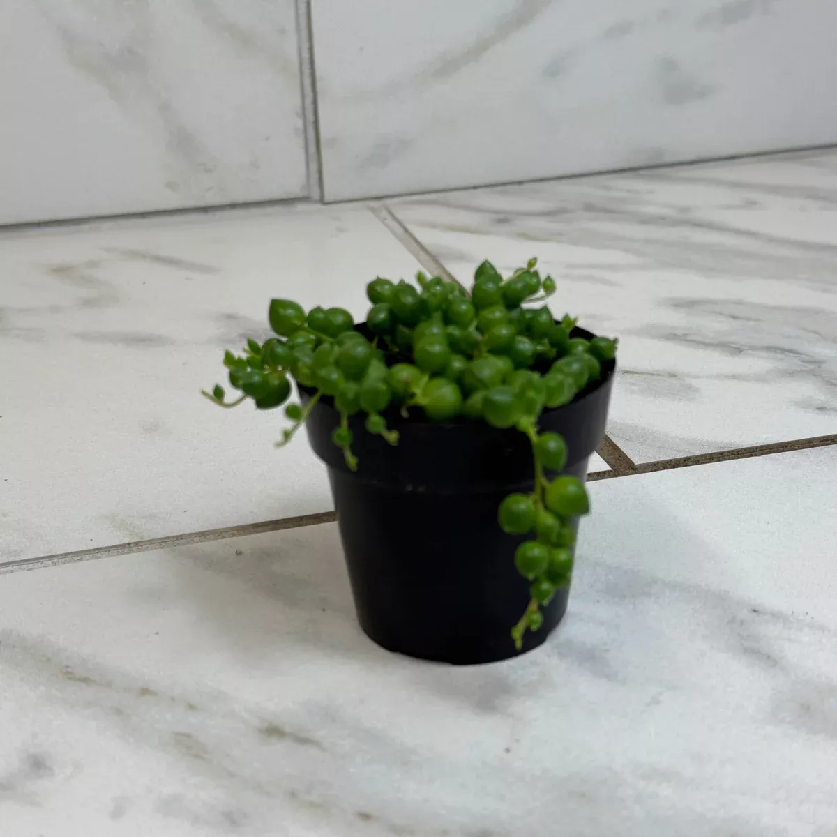 Rowleyanus String of Pearls, 2" Plant