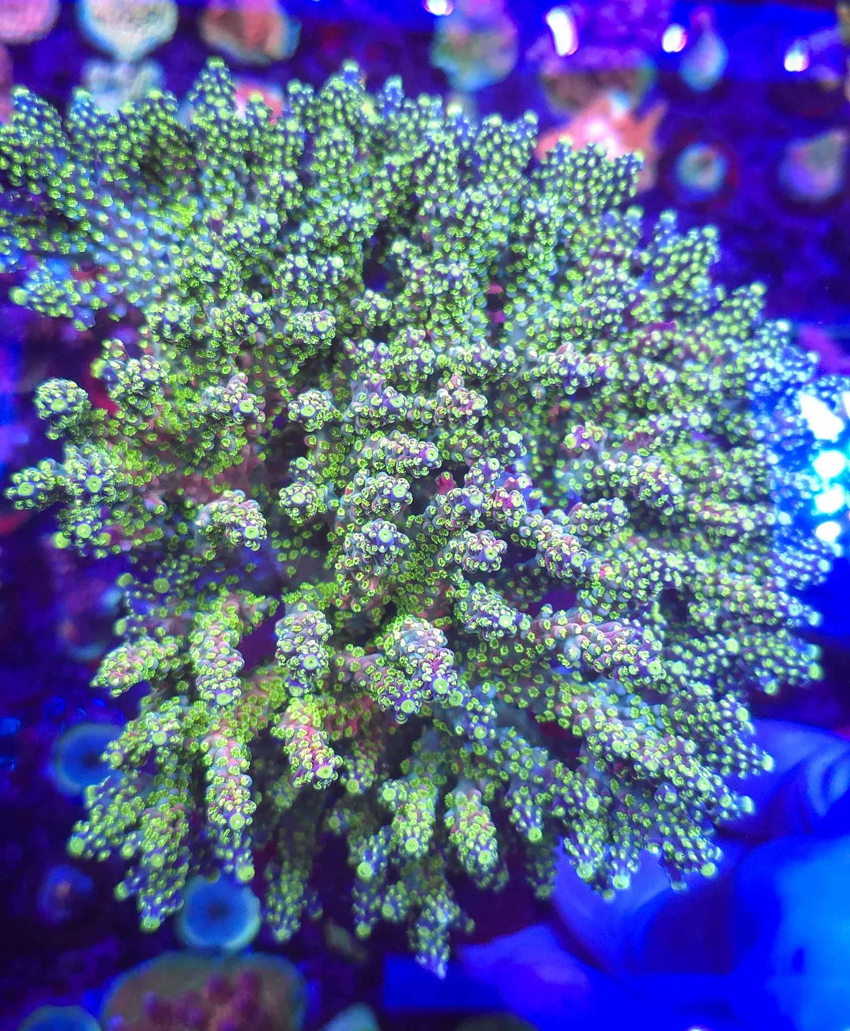 Rt. 66 Kaleidoscope Acropora