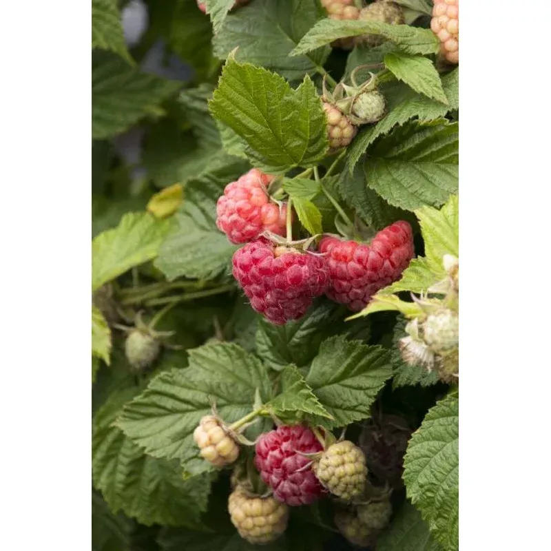 Rubus “Shortcake” Thornless Raspberry | Staff Picks