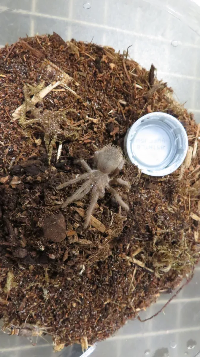 Salmon Pink Bird Eater Tarantula