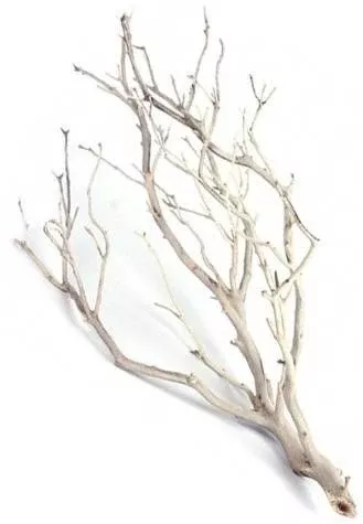 Sandblasted Manzanita