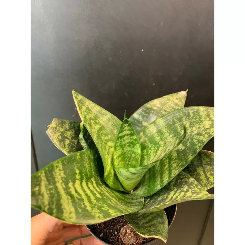 Sansevieria ‘Hahnii’