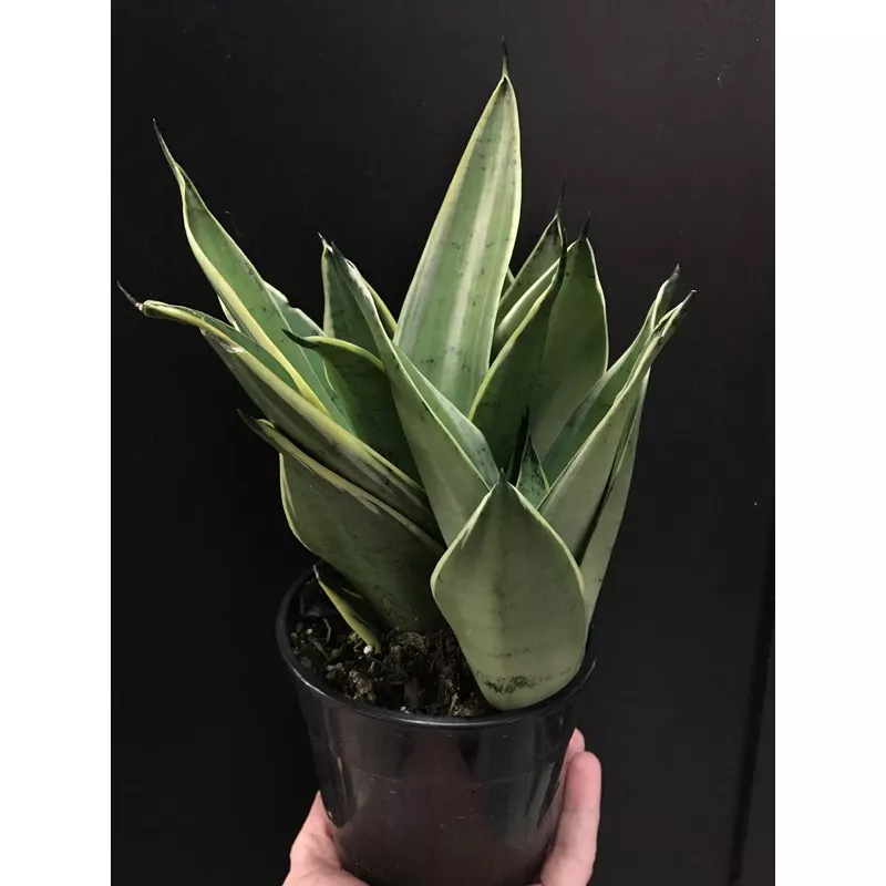 Sansevieria ‘Night Owl’