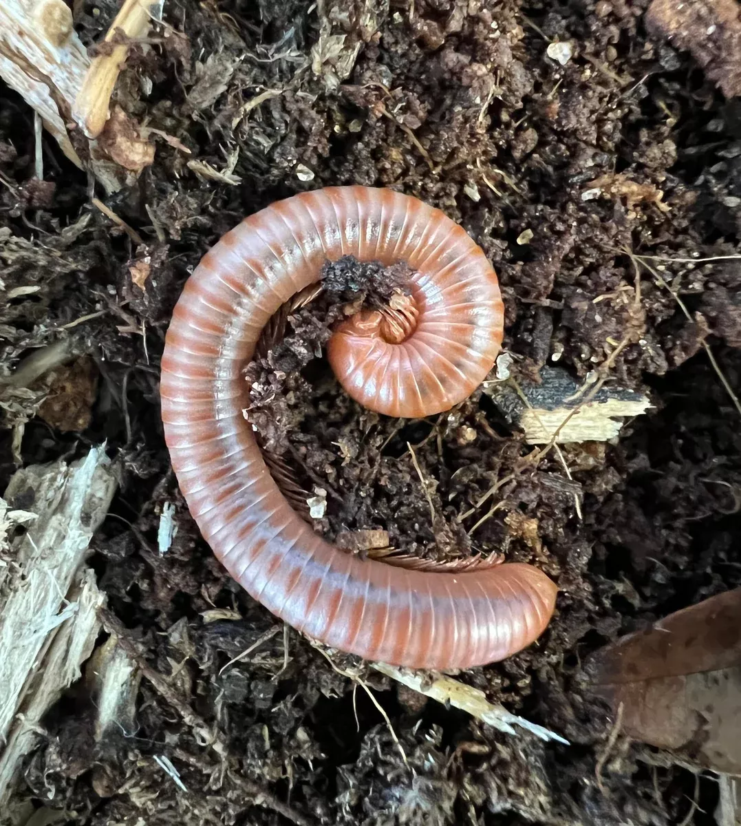 Scarlet Millipede
