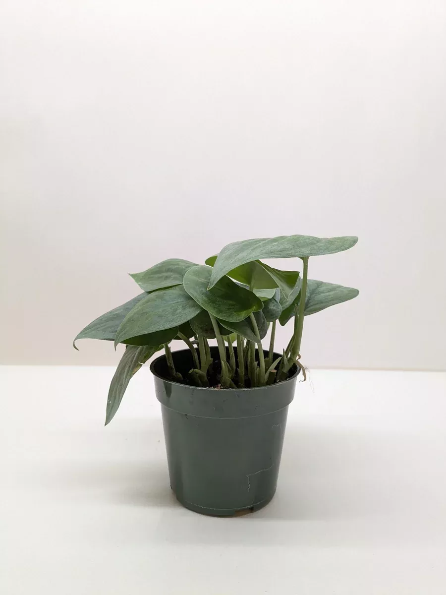 Scindapsus Platinum Java