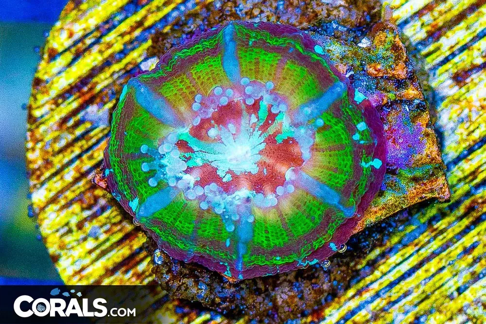 Scolymia – Australia Spawned in Captivity!