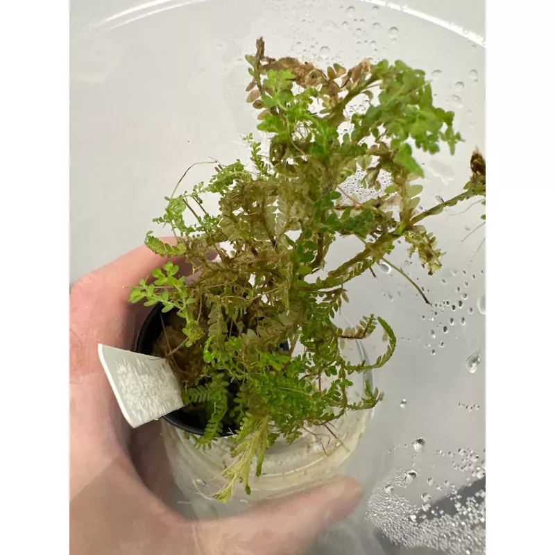 Selaginella krausiana “Mini”
