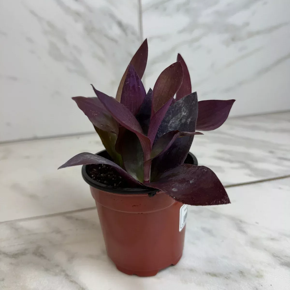 Setcreasea Purple Heart, 4" Plant