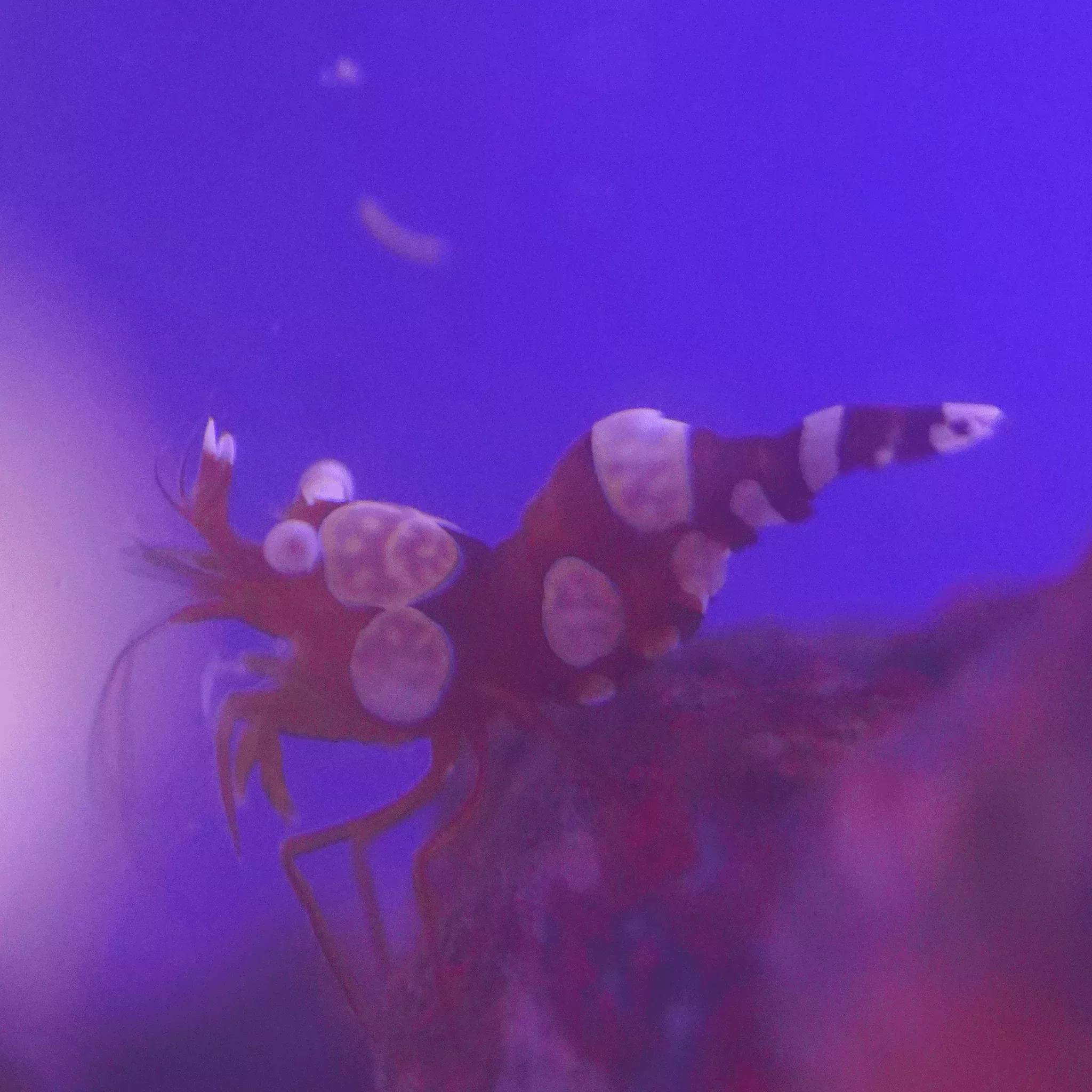 Sexy Shrimp
