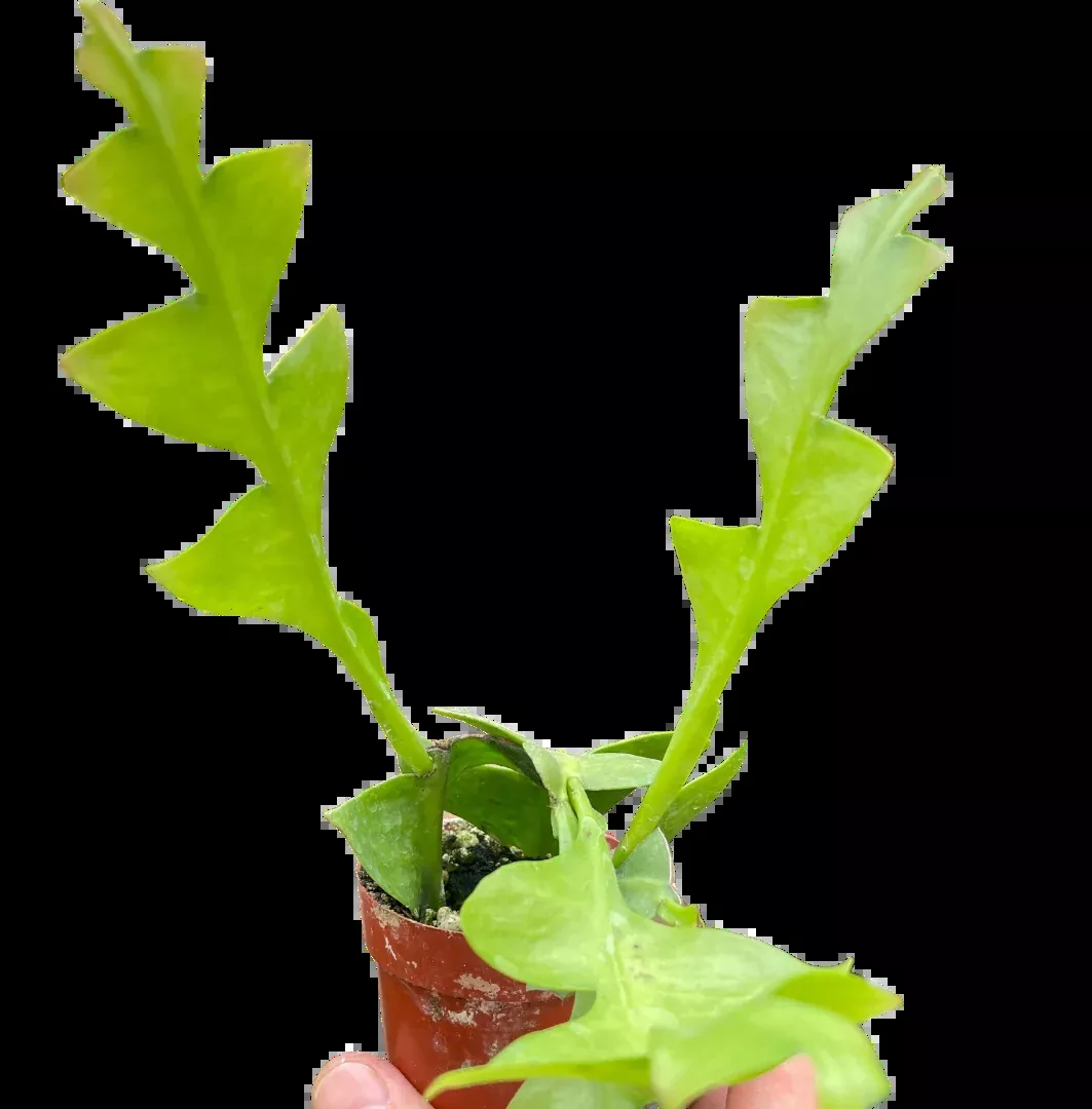 Shark Tooth Orchid Cactus