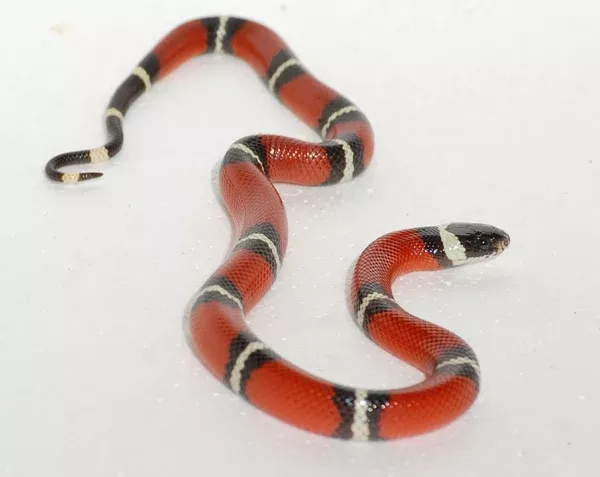 Sinaloan Milksnake