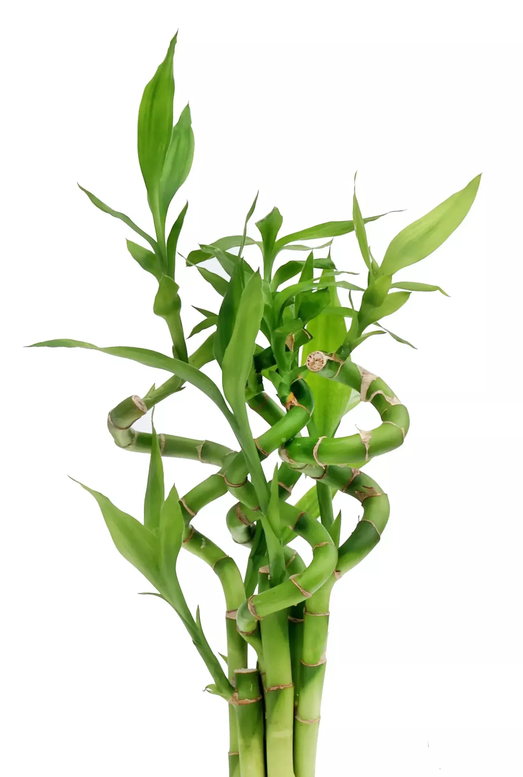 Small Lucky Bamboo