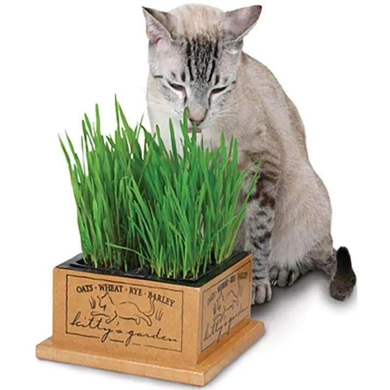 Smart Cat Kittys Garden