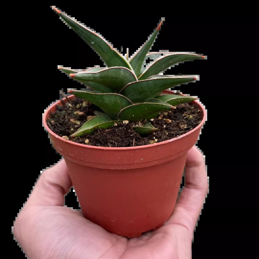 Snake 'Lavranos'