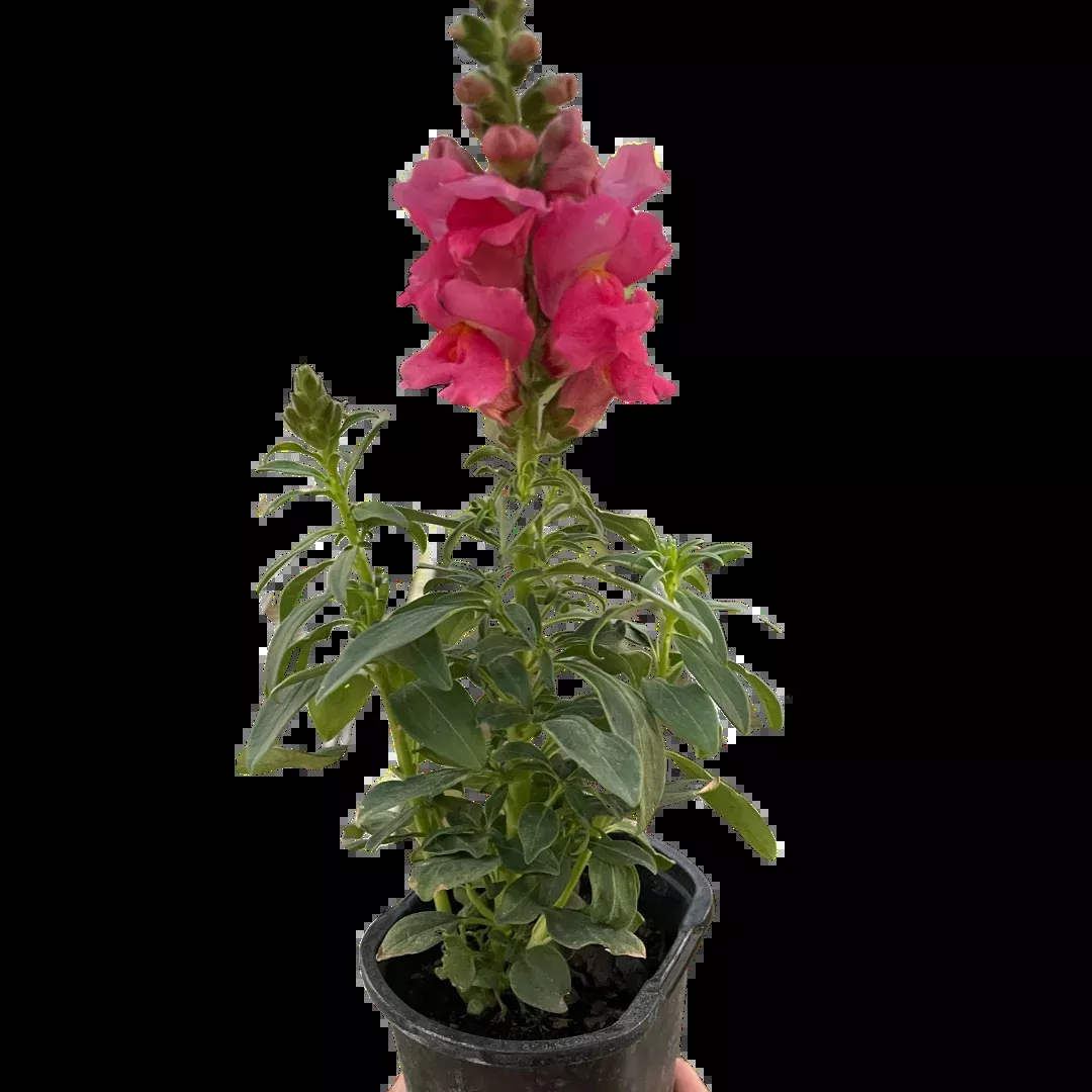 SnapDragon