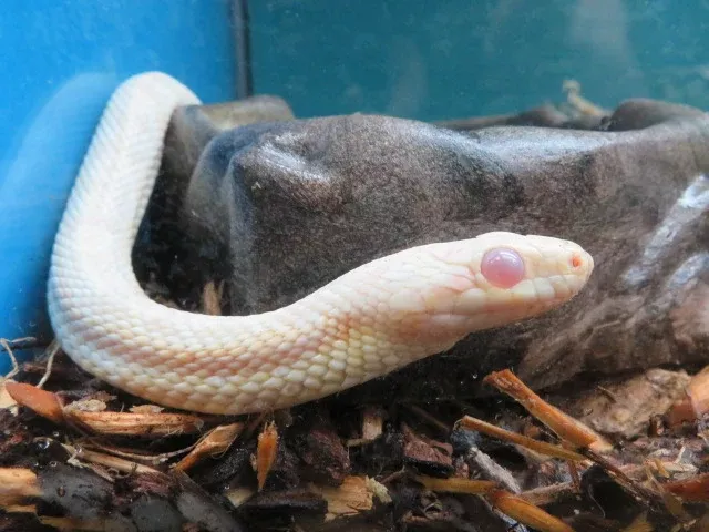 Snow Corn Snake Adult