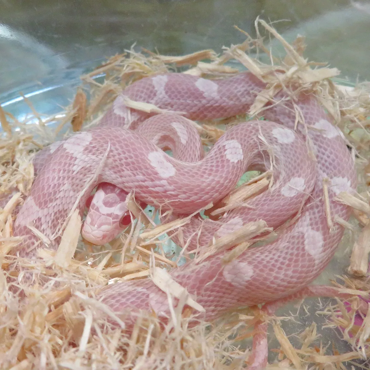 Snow Corn Snake
